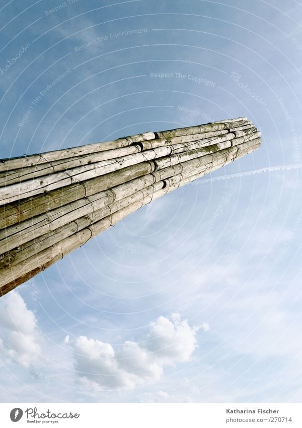The Leaning Tower of... Environment Nature Sky Clouds Spring Summer Autumn Wood Blue Brown White Light Tree trunk Raw materials and fuels Colour photo