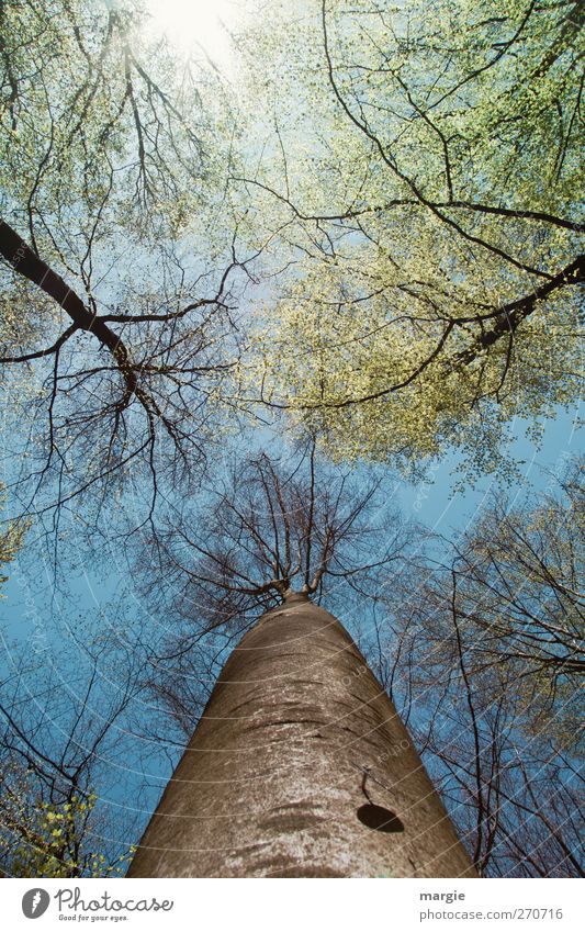 May makes everything new...look into high tree tops Environment Nature Landscape Elements Sky Sun Spring Climate Beautiful weather Plant Tree Leaf Growth