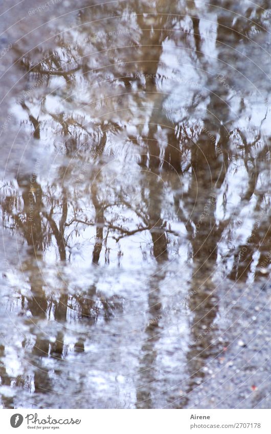 cold shivers Water Autumn Winter Tree Twigs and branches Lanes & trails Puddle Pavement Gravel path Fluid Creepy Cold Wet Brown Gray Fear Nerviness Perturbed
