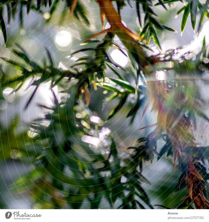 vain juniper Winter Beautiful weather Ice Frost Juniper Freeze Glittering Fresh Cold Thorny Green White Nature Prismatic colors Refraction Colour photo