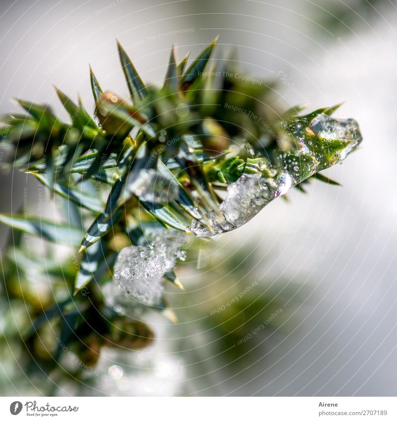 Juniper in winter dress I Winter Ice Frost Bushes Freeze Glittering Fresh Cold Green White Nature Colour photo Exterior shot Detail Deserted Neutral Background