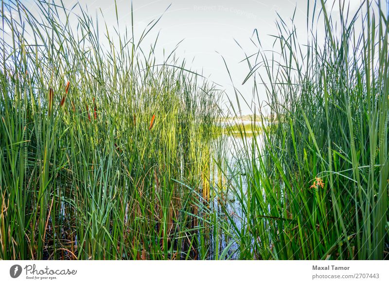 Reeds and River Herbs and spices Financial institution Environment Nature Landscape Plant Sky Wind Tree Flower Grass Coast Pond Lake Growth Natural Blue Green