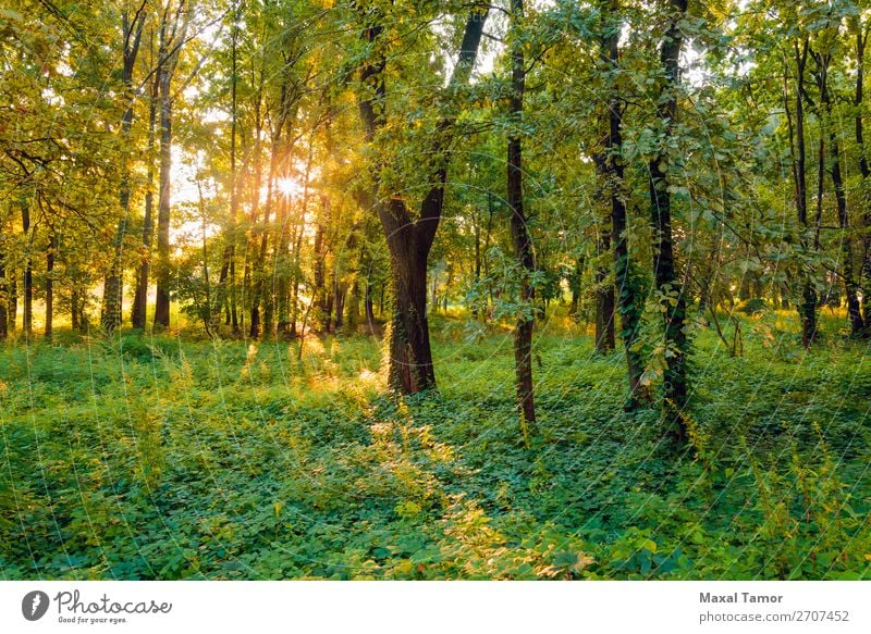 Sunrise in the Forest Vacation & Travel Summer Fog Tree Grass Park Green Mysterious Kiev Kyiv Ukraine blow calm Glow Horizontal light Magic magical mystical