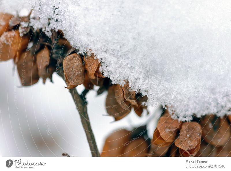 Snow on Seeds in their Pods Winter Christmas & Advent Nature Plant Tree Forest White branch cold crystal December February Frost Frozen ice icy January November