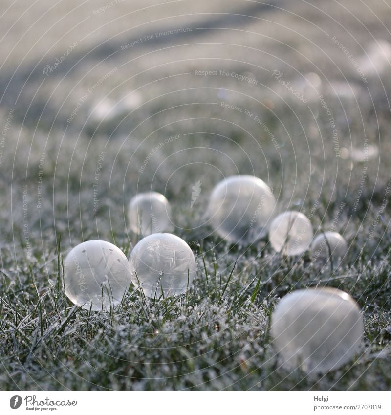 many frozen side bubbles lie on a meadow with hoarfrost Environment Nature Plant Winter Ice Frost Grass Garden Soap bubble Sphere Freeze Lie Esthetic
