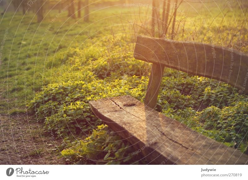 Have a seat. Relaxation Calm Leisure and hobbies Summer Environment Nature Sun Sunrise Sunset Autumn Plant Bushes Park Bench Park bench Wooden bench Sit Old