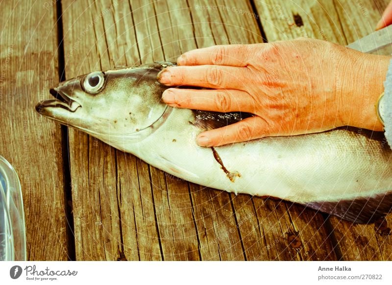 Saithe fillet in Alt Fish Sushi Hand 1 Animal Catch Hunting Disciplined pollack Charcoal burner Fishing (Angle) Captured gut Wood fillet knives Cooking innards