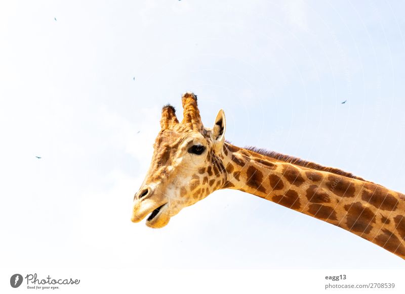 Cute giraffe under the blue sky Exotic Beautiful Face Vacation & Travel Tourism Safari Zoo Environment Nature Landscape Animal Sky Virgin forest Wild animal