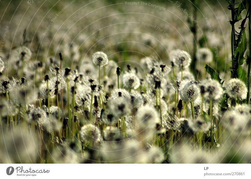 Field of silver Plant Beautiful Warmth Gray Green Silver Moody Warm-heartedness Serene Hope Loneliness Energy Horizon Subdued colour Exterior shot Detail