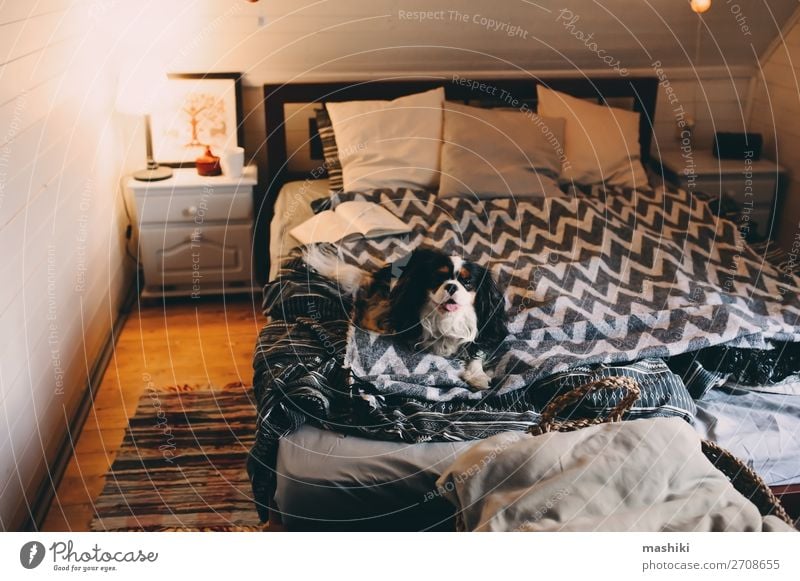 cozy winter home with dog sleeping on bed Tea Lifestyle Relaxation Leisure and hobbies Reading Winter House (Residential Structure) Book Autumn Warmth Hut Dog