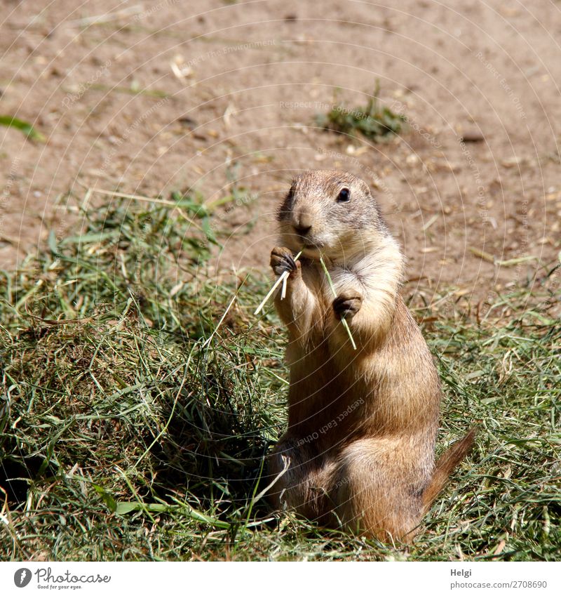 Prairie dog stands in hay and holds two sticks in his paws Earth Summer Hay Animal Wild animal Zoo 1 To feed Looking Stand Uniqueness Small Curiosity Brown Gray