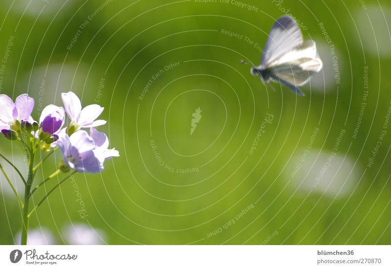 We're about to have something to eat... Plant Spring Flower Blossom Animal Wild animal Butterfly 1 Blossoming Fragrance Flying To feed Beautiful Soft