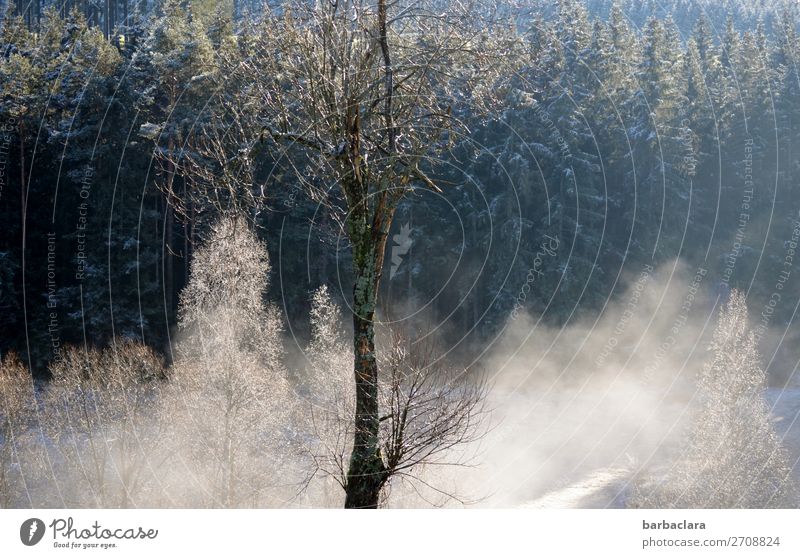 Winter morning in the Black Forest Landscape Fog Ice Frost Snow Tree Illuminate Dark Bright White Moody Beginning Climate Nature Environment Colour photo