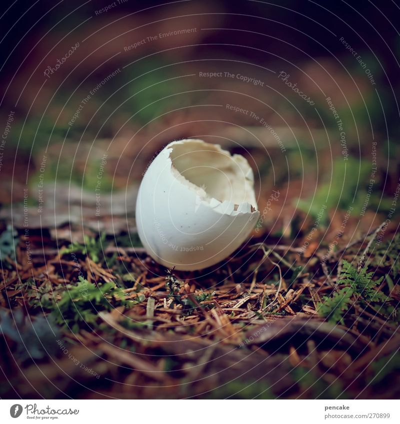 out of the nest! Spring White Egg Bird's egg Sheath Nest Life Beginning Birth Colour photo Subdued colour Exterior shot Day Shallow depth of field