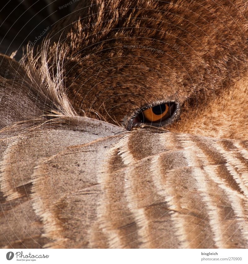 instant Animal Bird Goose Eyes 1 Looking Brown Watchfulness Feather Colour photo Exterior shot Deserted Day Animal portrait Looking into the camera