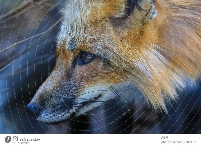 Fuchs close-up portrait Face Hunting Animal Dog Astute Curiosity Smart omnivorous Fox fox tapeworm Foxhunting cultural follower Master Reineke fur Reineke Fox