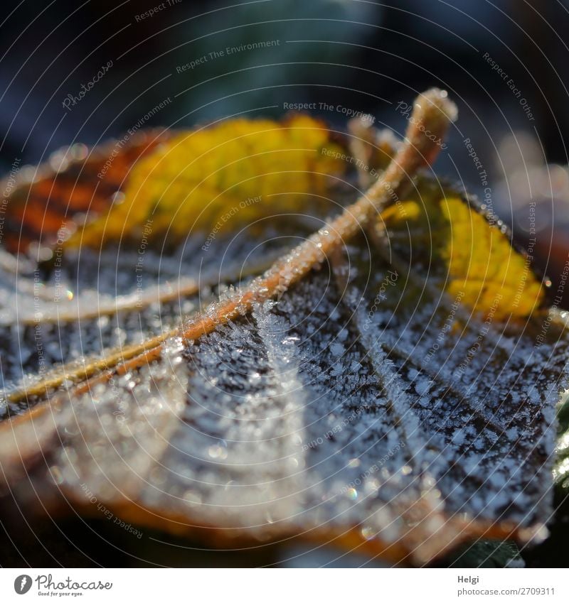 Close-up of a yellow-brown autumn leaf with hoarfrost in backlight Environment Nature Plant Winter Ice Frost flaked Rachis Garden Freeze Glittering Illuminate