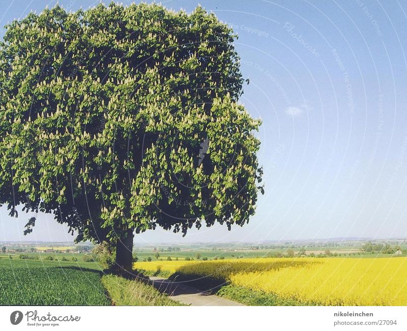 tree Landscape with tree