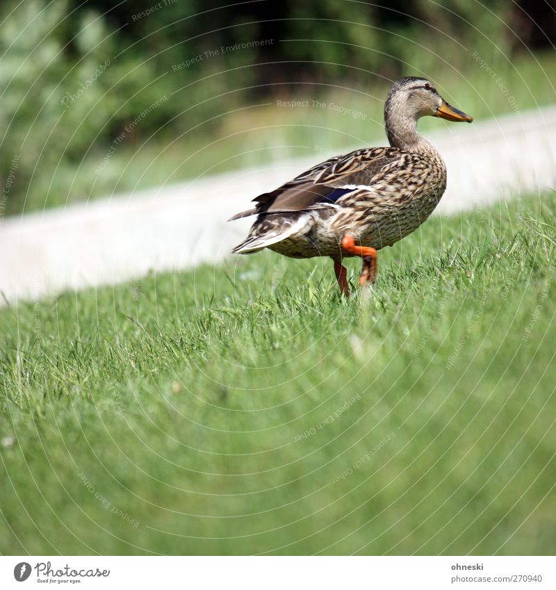 upward Nature Meadow Wild animal Bird Duck 1 Animal Going Effort Upward Incline Colour photo Exterior shot Structures and shapes Copy Space bottom