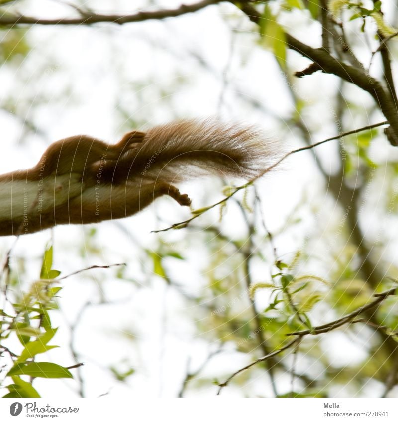 I'll be off. Environment Nature Plant Branch Wild animal Pelt Paw Squirrel Tails Movement Jump Funny Natural Colour photo Exterior shot Deserted Day Blur