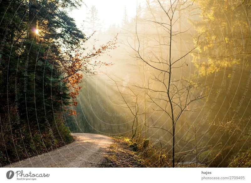Sunbeams in the forest Relaxation Winter Nature Beautiful weather Warmth Bright Soft Idyll Stage lighting Lighting Light (Natural Phenomenon) Illuminate