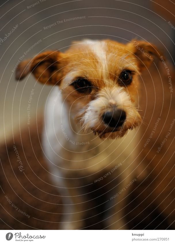 Can those eyes lie? Animal Pet Dog Animal face 1 Baby animal Looking Sit Wait Dark Small Cute Rebellious Beautiful Feminine Wild Brown Gray Black White