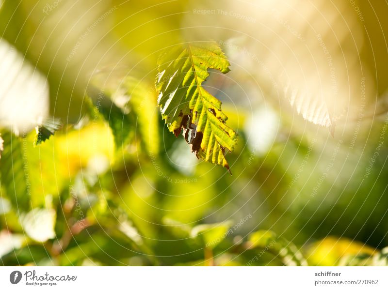 pitted Environment Nature Plant Sunlight Autumn Beautiful weather Tree Bushes Leaf Foliage plant Park Green Eroded Depth of field Leaf green Limp Friendliness