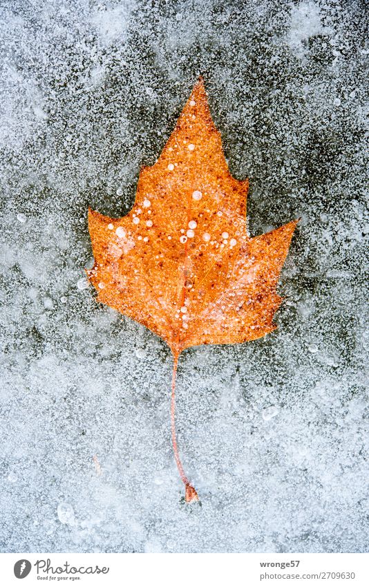 Ice Age | Inclusions I Winter Frost Leaf Pond Brown Gray Cold Autumn leaves Canned Portrait format Colour photo Subdued colour Exterior shot Close-up Deserted