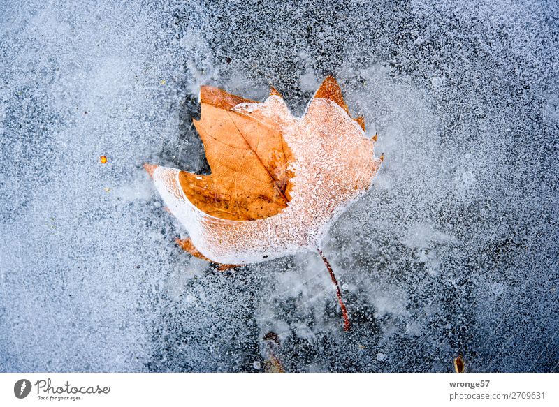 Ice Age | Inclusions III Winter Nature Plant Frost Leaf Pond Blue Brown Gray Landscape format Autumn leaves Canned Colour photo Subdued colour Exterior shot