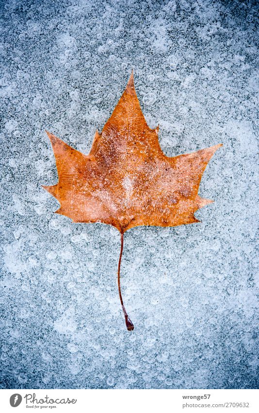 Ice Age | Inclusions II Winter Nature Plant Frost Leaf Pond Cold Blue Brown Gray Portrait format Autumn leaves Canned Colour photo Subdued colour Exterior shot
