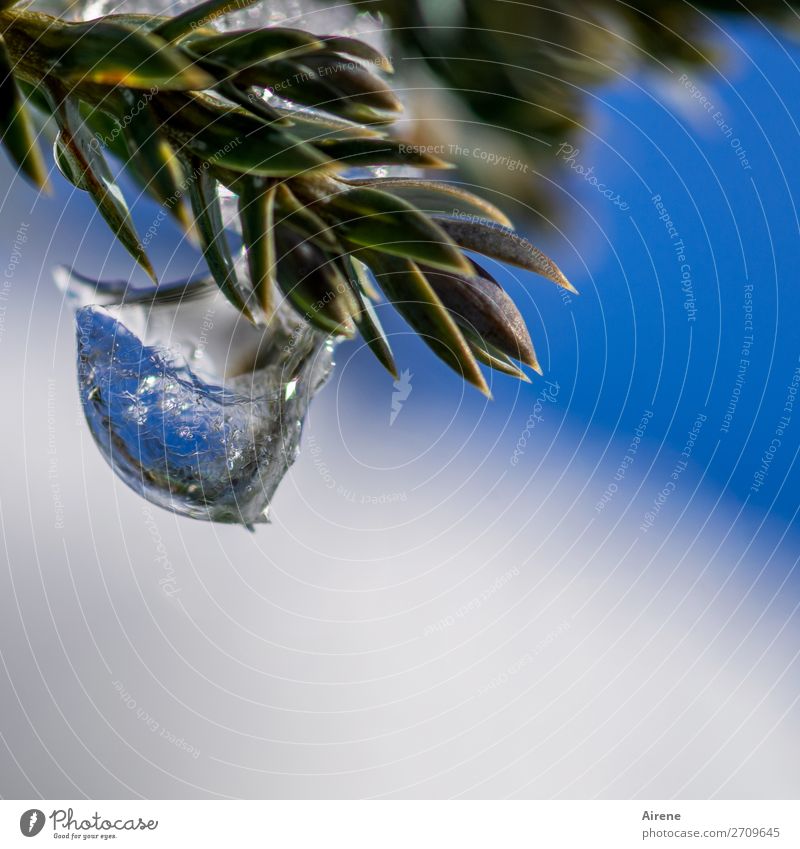 cold dish Drops of water Sky Winter Beautiful weather Ice Frost Bushes Juniper Evergreen plants Coniferous trees Freeze Glittering Hang Exceptional Cold Natural