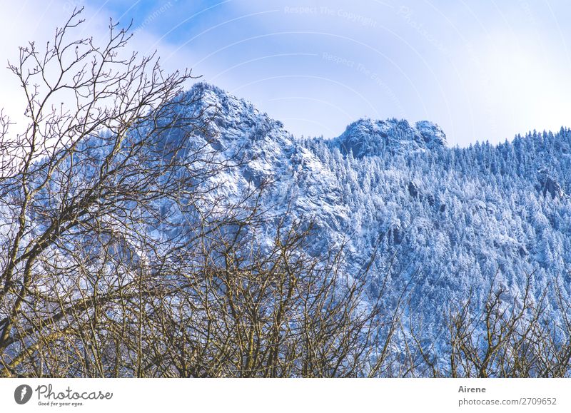 1200 | Set targets Sky Winter Beautiful weather Snow Bushes Branch Forest Rock Alps Mountain Peak Snowcapped peak Mountain forest Hiking Tall Natural Blue White
