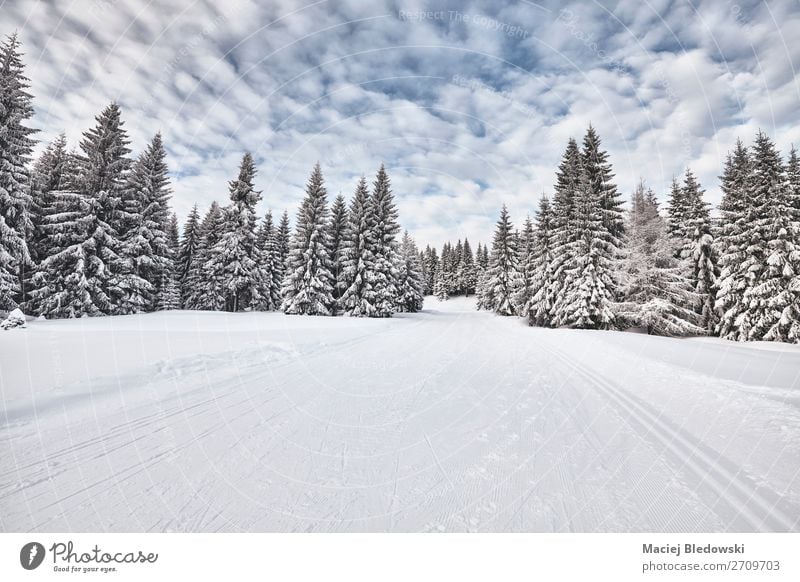 Winter landscape with cross-country skiing trails. Vacation & Travel Adventure Far-off places Expedition Snow Winter vacation Mountain Hiking Nature Landscape