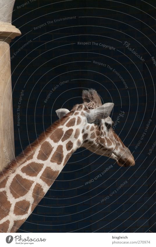 I'll be off. Animal Wild animal Zoo Giraffe Neck 1 Going Stand Large Brown Yellow Black Colour photo Subdued colour Exterior shot Deserted Copy Space top Day