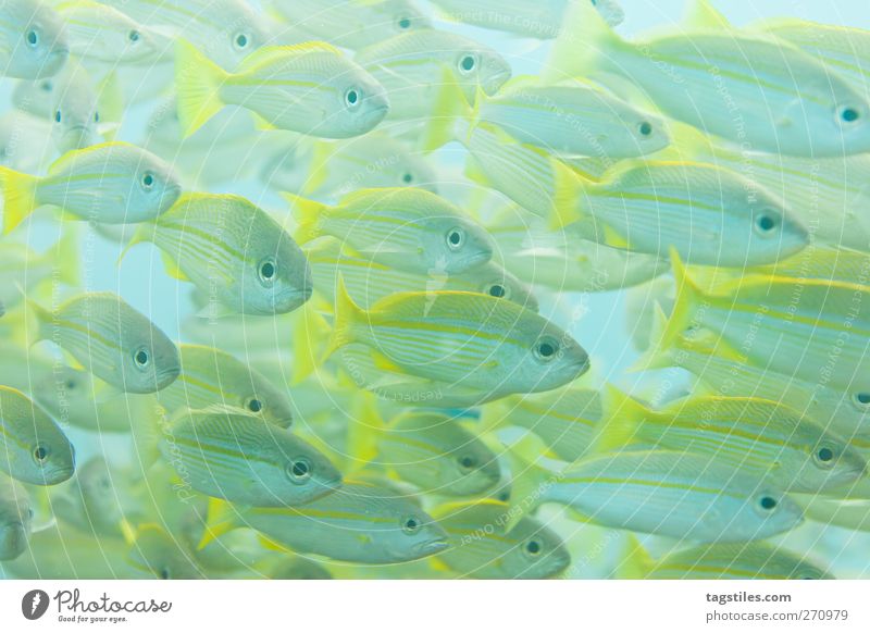 FISH GANGWAY Fish Shoal of fish Flock Mackerel blue stripe mackerel Ocean Dive Seychelles Vacation & Travel Travel photography Underwater photo Colour photo