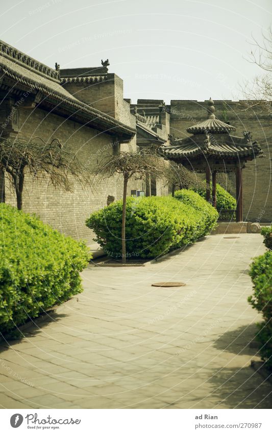 Chinese Spring Plant Tree Bushes Park Pingyao China Village Town Old town Skyline Deserted House (Residential Structure) Hut Palace Ruin Wall (barrier)