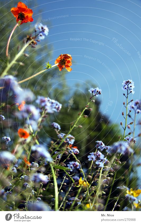 Flower Power III Environment Nature Plant Spring Summer Beautiful weather Blossom Wild plant Garden Fragrance Blue Red Forget-me-not Spring fever Growth Idyll