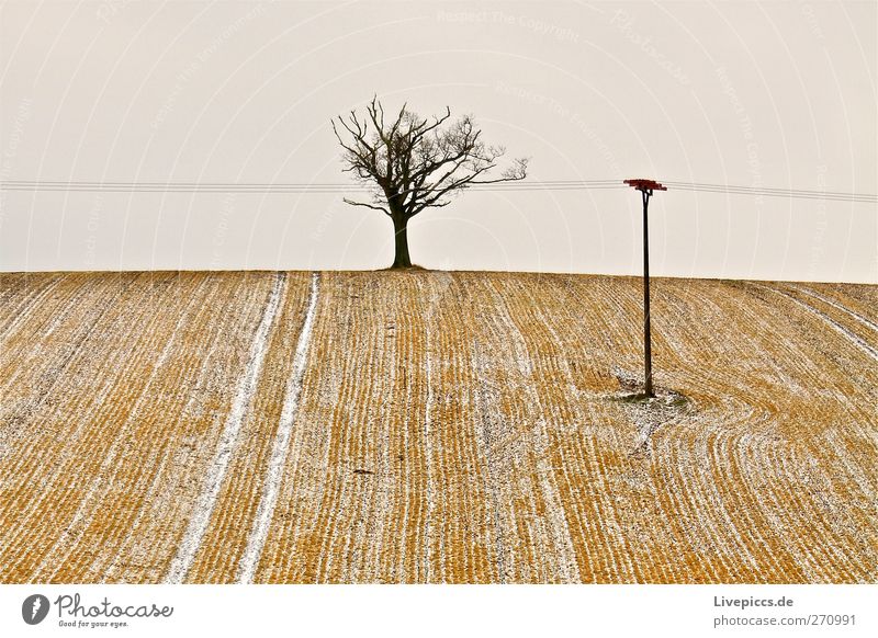 Tree 1 Winter Environment Nature Landscape Plant Earth Sky Bad weather Snow Cold Blue Yellow Gray Black White Field Agriculture Colour photo Exterior shot Day