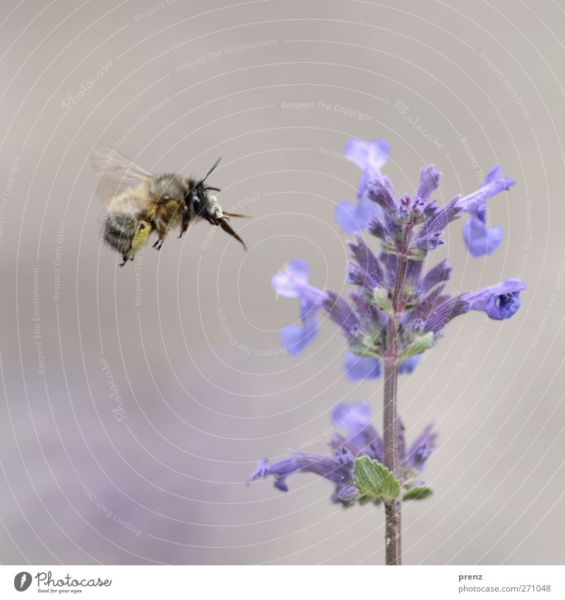 fly more beautifully Environment Nature Plant Animal Flower Wild animal Bee 1 Flying Blue Gray Floating Balm Honey bee Insect Colour photo Exterior shot