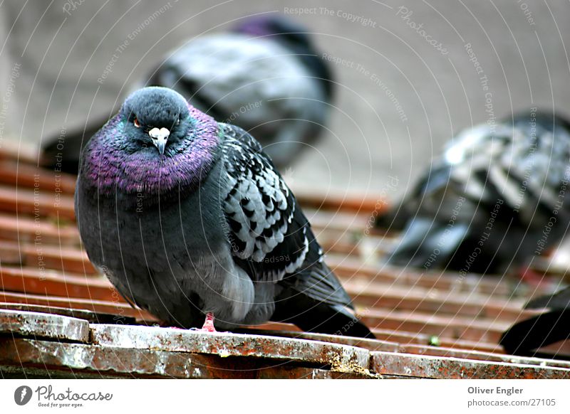 Pigeon in Munich Bird