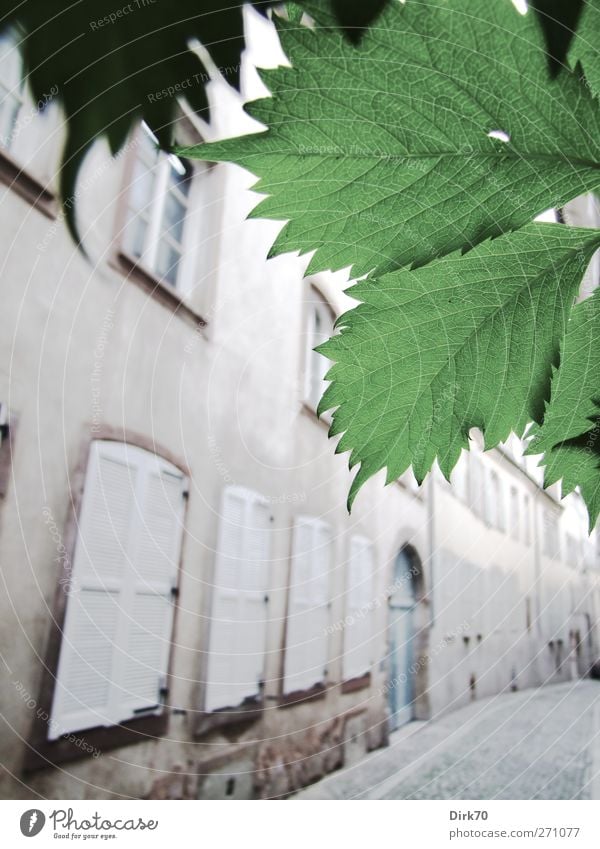 Clear lane, leaf decoration Beautiful weather Plant Leaf Foliage plant Tendril Strasbourg France Town Downtown Old town Deserted House (Residential Structure)