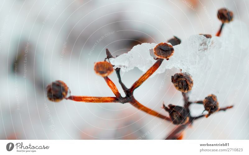 Ice on a plant Winter Snow Nature Landscape Plant Weather Flower Leaf Forest Fresh Bright Brown defocused beauty in nature Frost Frozen cold temperature ice