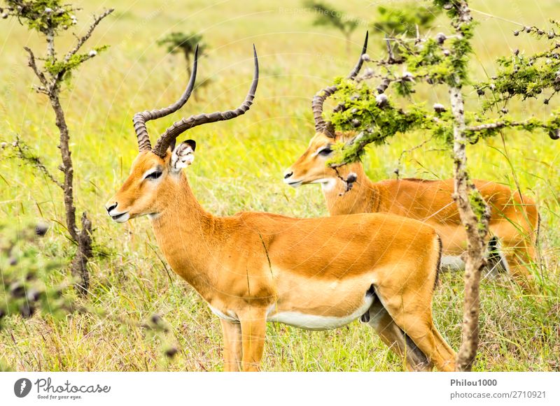 Two male impalas in Nairobi park Beautiful Safari Man Adults Nature Animal Park Natural Wild Green Black aepyceros Africa african animals Antelope background
