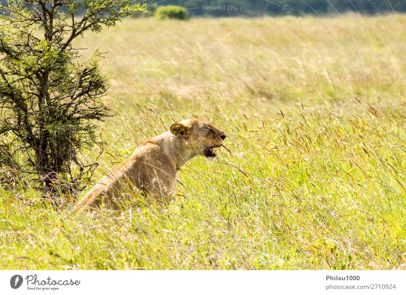 Lioness sitting in the savannah Face Vacation & Travel Woman Adults Nature Animal Park Cat Natural Wild Yellow Dangerous Nairobi Africa african background