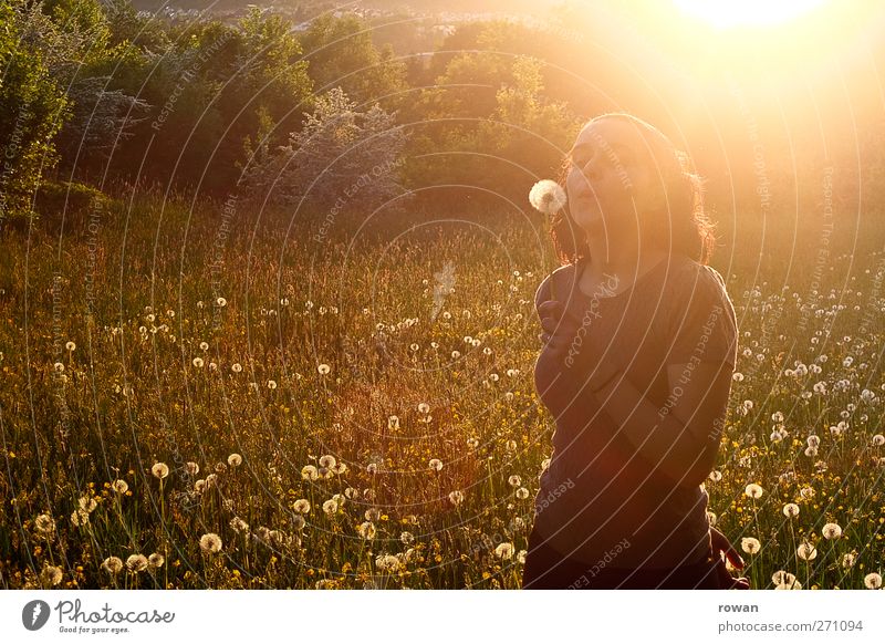 dandelion Human being Feminine Young woman Youth (Young adults) 1 Landscape Sun Sunrise Sunset Sunlight Spring Summer Beautiful weather Grass Meadow Happy