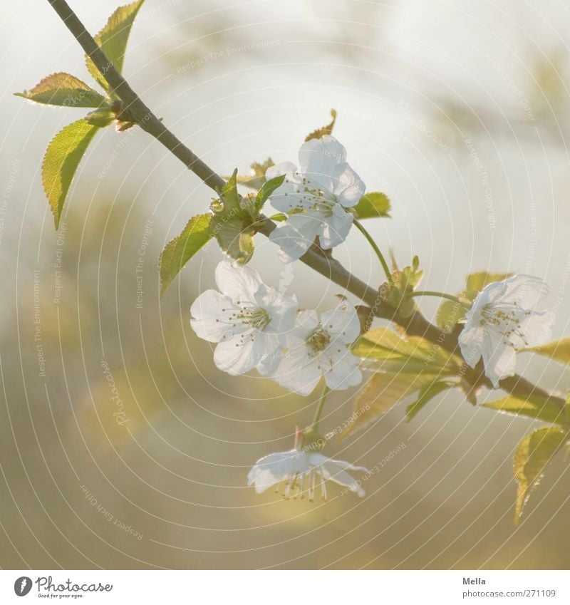 6 o'clock in the evening Environment Nature Plant Spring Tree Blossom Branch Twig Cherry blossom Blossoming Growth Fragrance Beautiful Natural Soft Kitsch