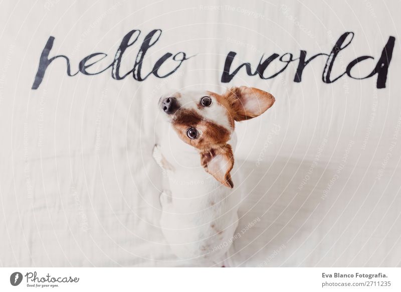 cute small dog lying white sheet with hello world message Elegant Joy Face Relaxation House (Residential Structure) Office Animal Earth Accessory Pet Dog Love
