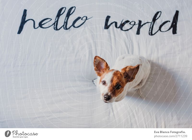 cute small dog lying white sheet with hello world message Elegant Joy Face Relaxation House (Residential Structure) Office Animal Earth Accessory Pet Dog Love
