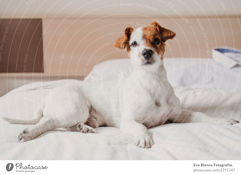 cute small dog lying on bed. Pets indoors. Relax Elegant Joy Face Relaxation House (Residential Structure) Office Animal Accessory Dog Love Sleep Small Funny