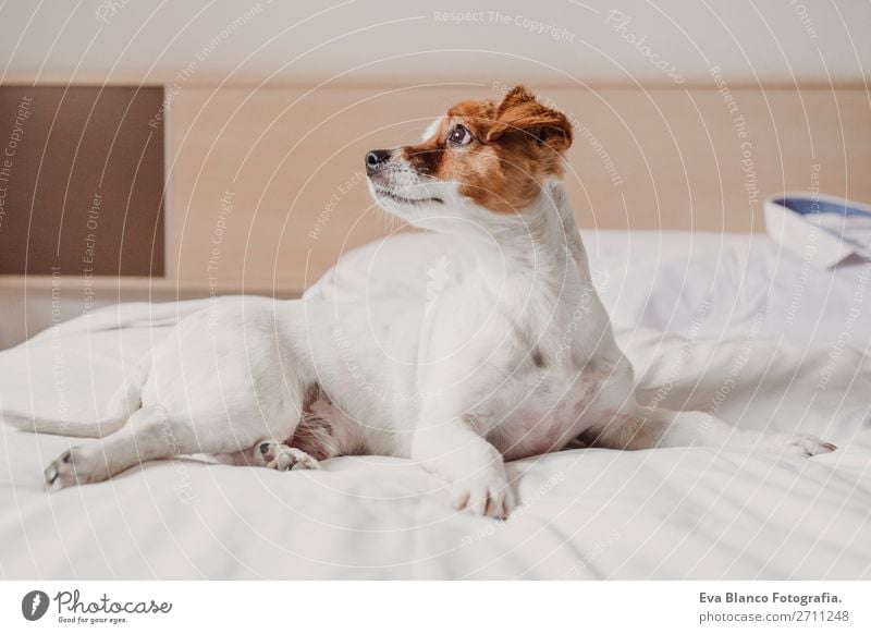 cute small dog lying on bed. Pets indoors. Relax Elegant Joy Face Relaxation House (Residential Structure) Office Animal Accessory Dog Love Sleep Small Funny